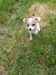 Chihuahua branco macho