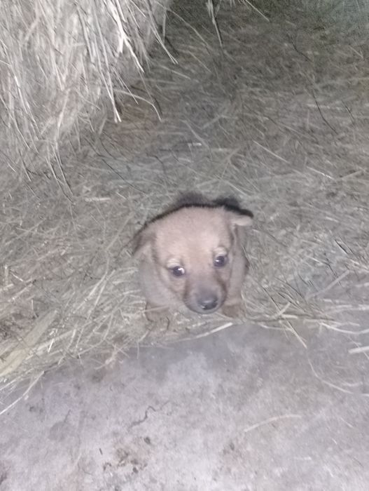 Oddam pieski mieszance