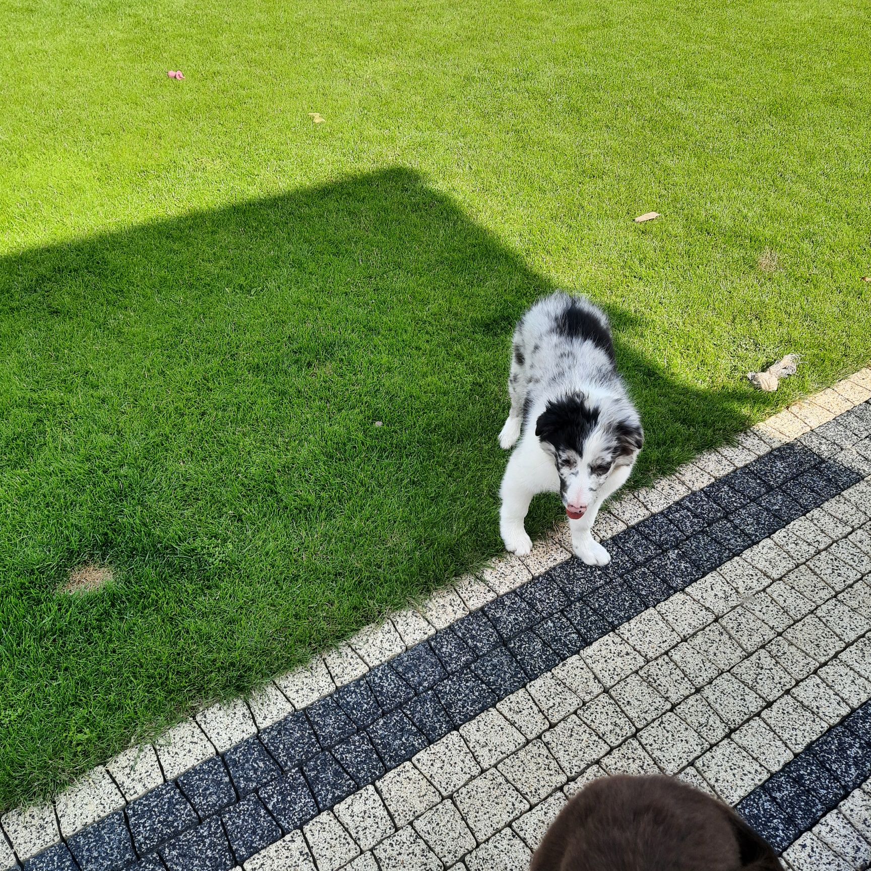 Border Colie piesek