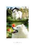 Szczenięta Samoyed
