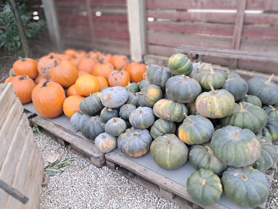Dynia ozdobna oraz jadalna
