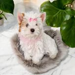 **UNIKAT!** PRZEPIĘKNA Księżniczka Goldberry Yorkshire Terrier