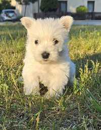 West Highland white terrier- suczka