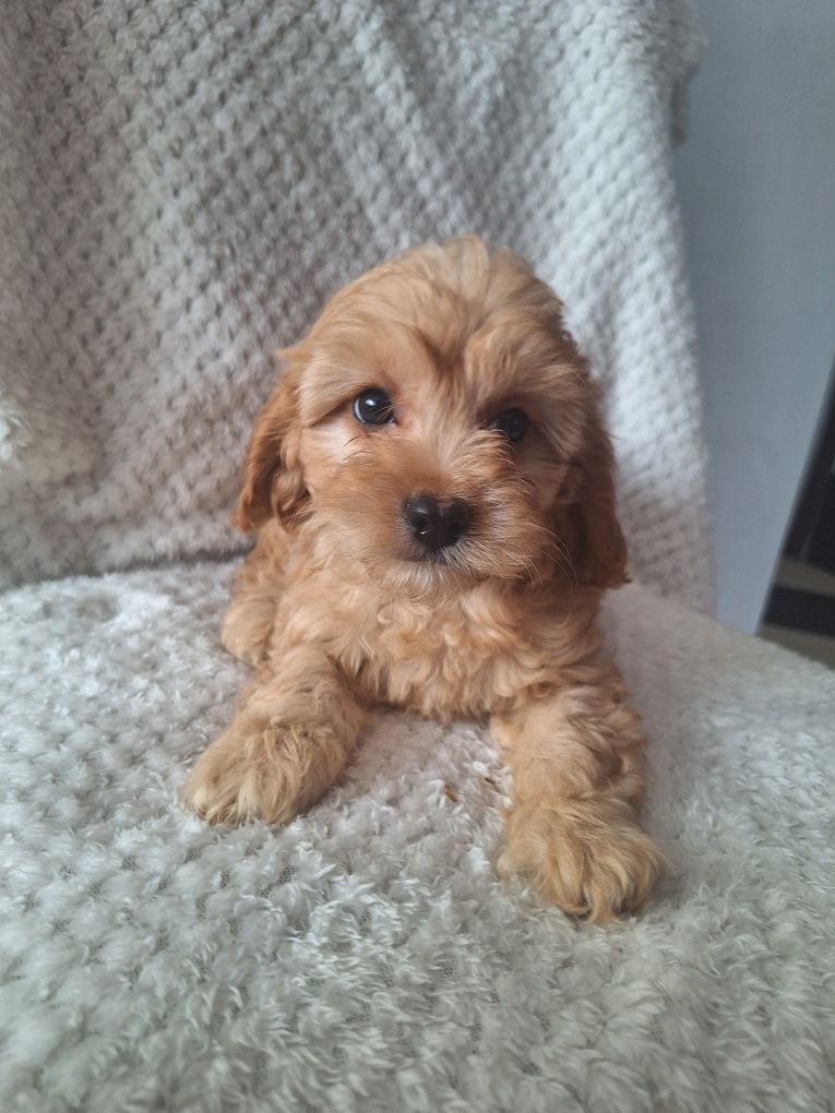 Cavalier-pudel-cavapoo