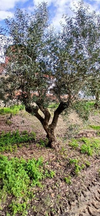 Vendo oliveiras centenárias
