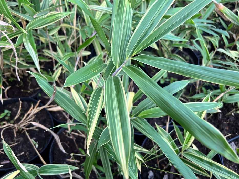 Bambus miniaturowy mrozoodporny DONICZKA 5L (Pleioblastus variegatus)