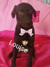 Louise para adoção muito responsável