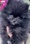 Szpic Miniaturowy Pomeranian czarny