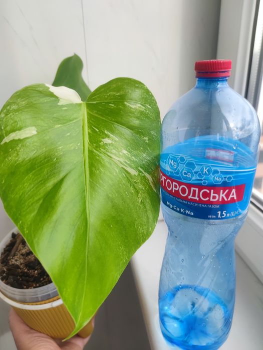 Монстера Альба, Монстера Адансона,  епіпремнум Хепі Лів, паперомія
