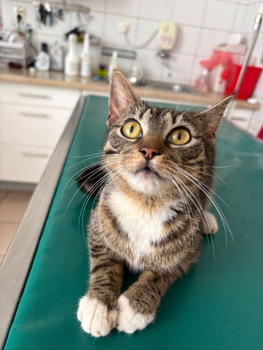 Kotka szuka kochajacego dimu