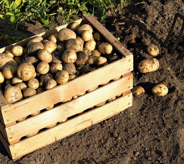 smaczne ziemniaki wielkość od 3 cm do 5.5