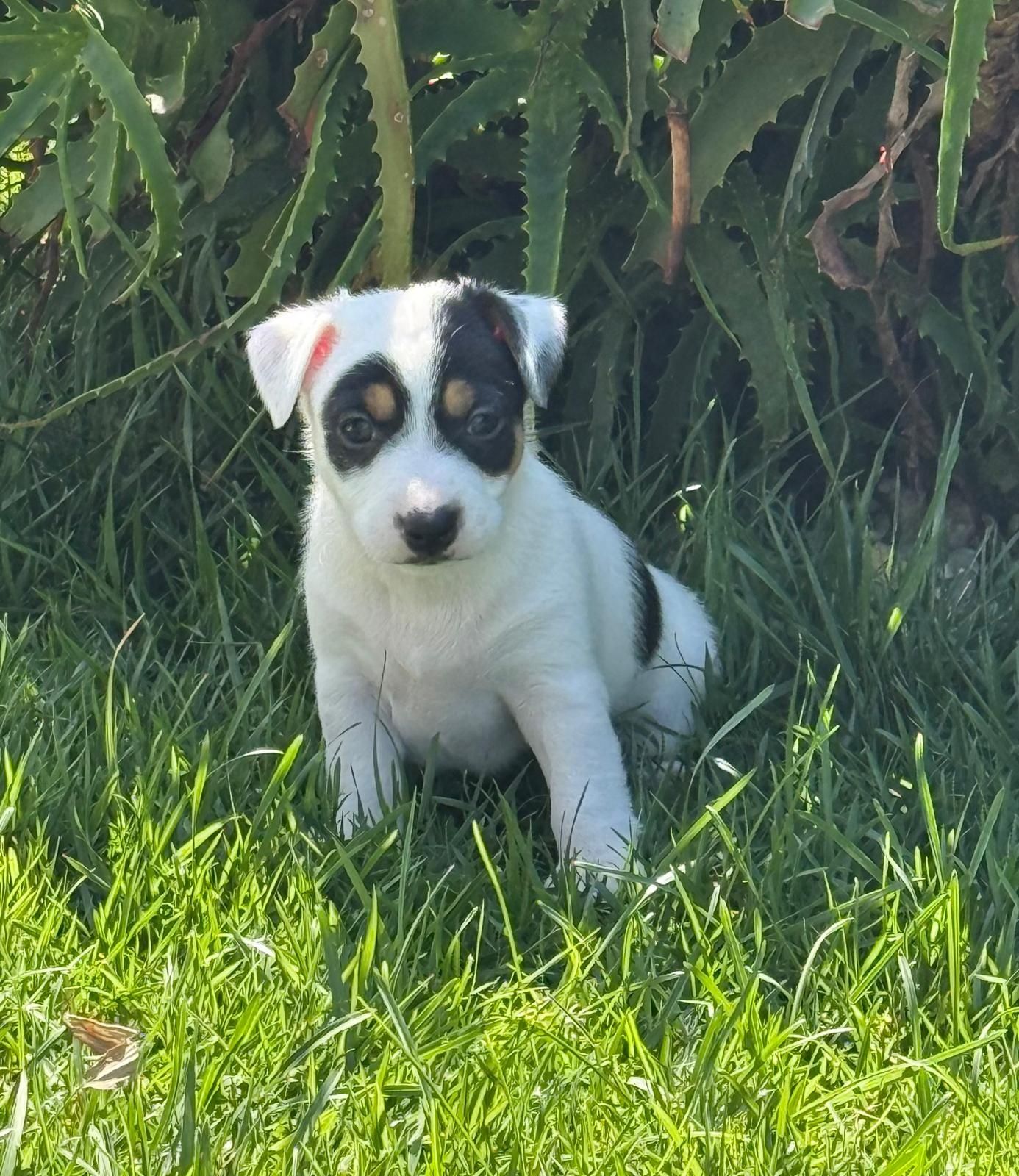Jack Russel qualidade