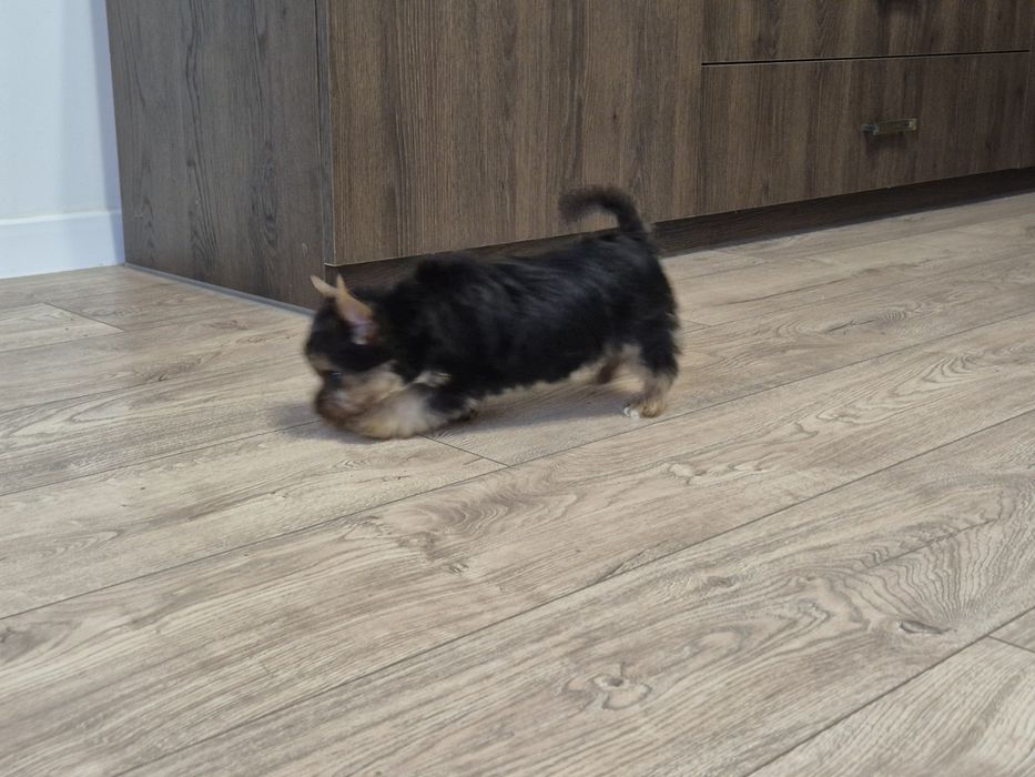 York sunia dwumiesięczna