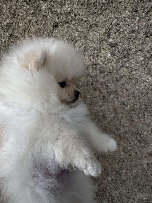 Померанський шпіц