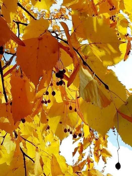 Липа.Саджанці.Широколиста та серцелиста