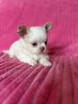 Chihuahua śliczny piesek Kevin