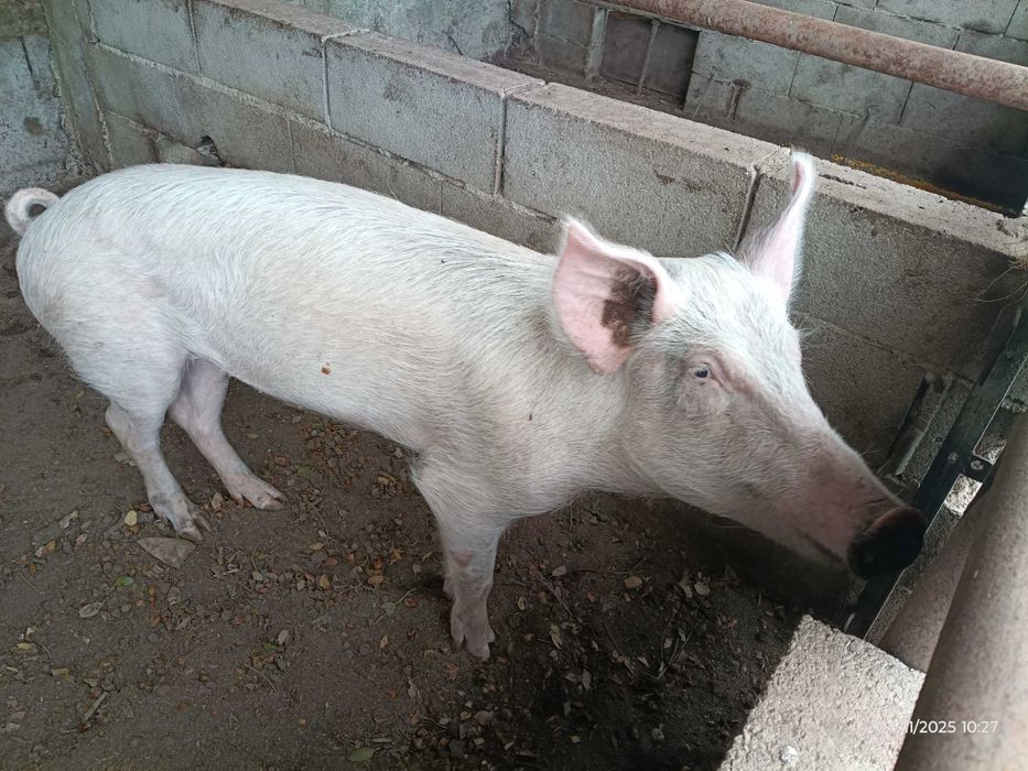 Porca Excelente Qualidade