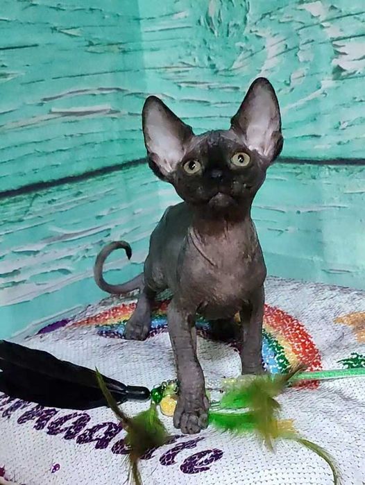 Чорний Канадський сфінкс хлопчик Джексон