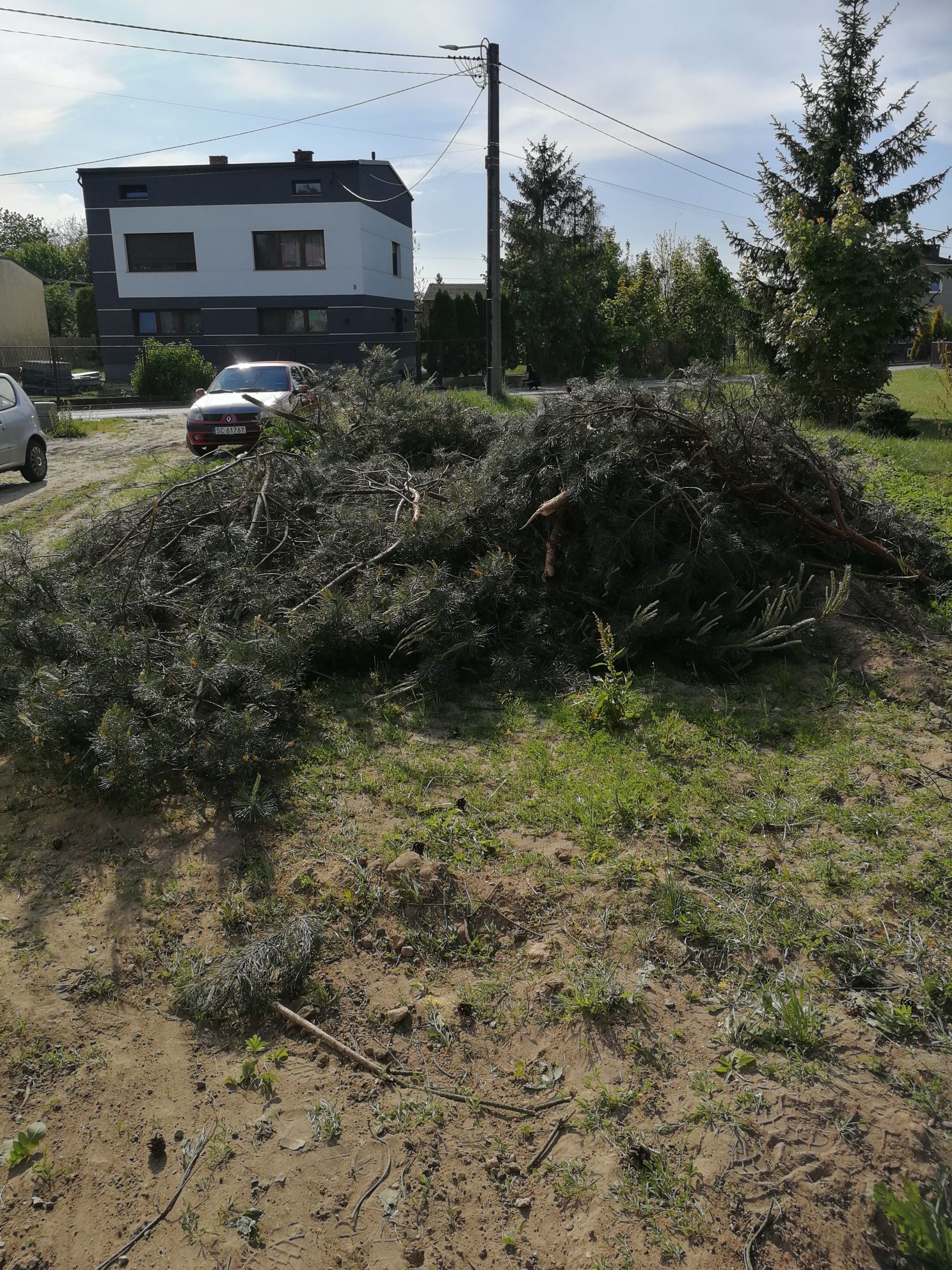 Gałęzie sosnowe za darmo