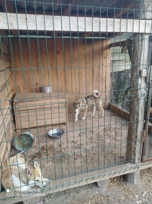 Продам західно сибірську лайку щеня