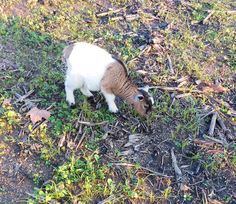 Cabras anãs (macho)