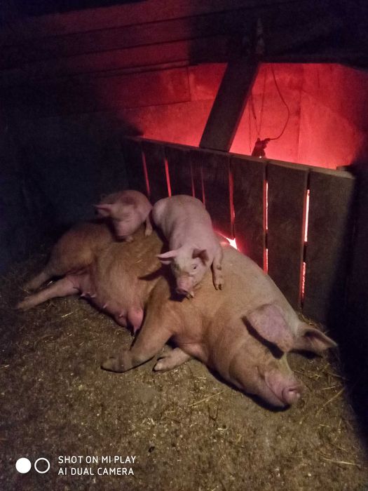 Свиньи поросята кнурики