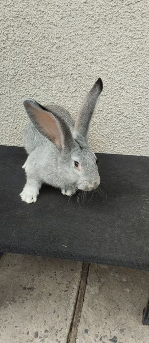 Європейська Шиншила