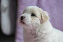 Coton de Tulear, Bichon