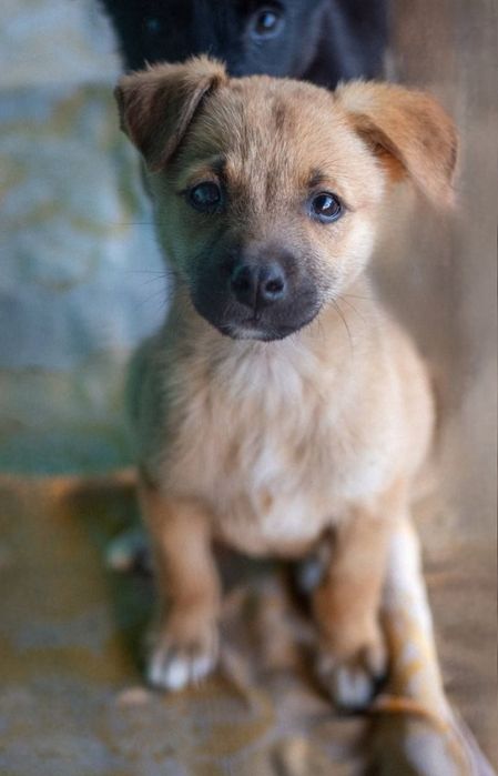 Отдам даром в добрые руки щенков метисы маленькой породы