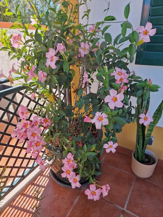 Plantas extriores