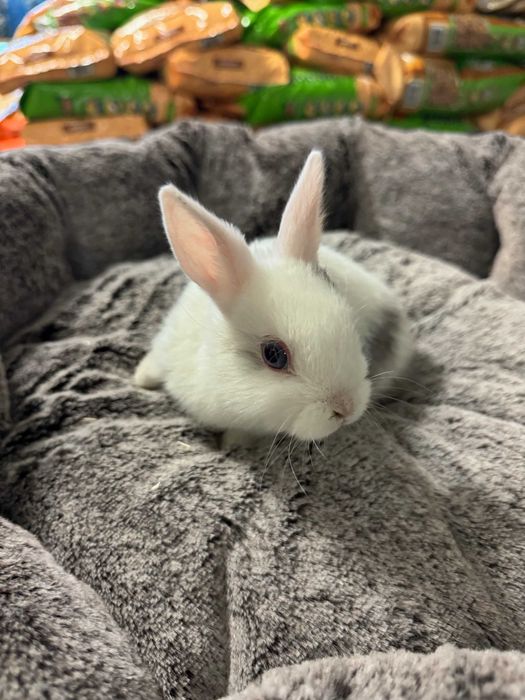 królik miniaturka sklep zoologiczny GRUBY KOCUR rzeszów