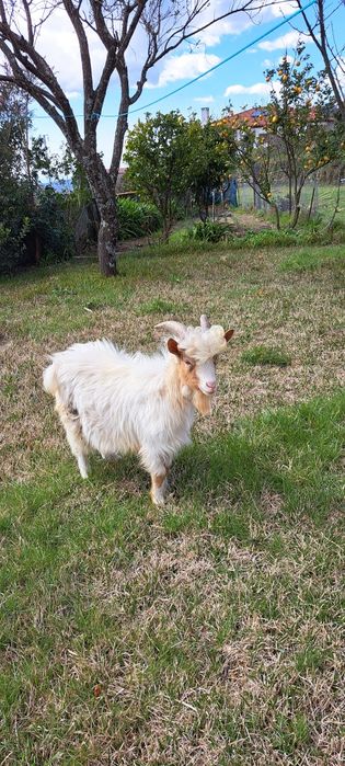 Cabrito anão com 1 ano e meio