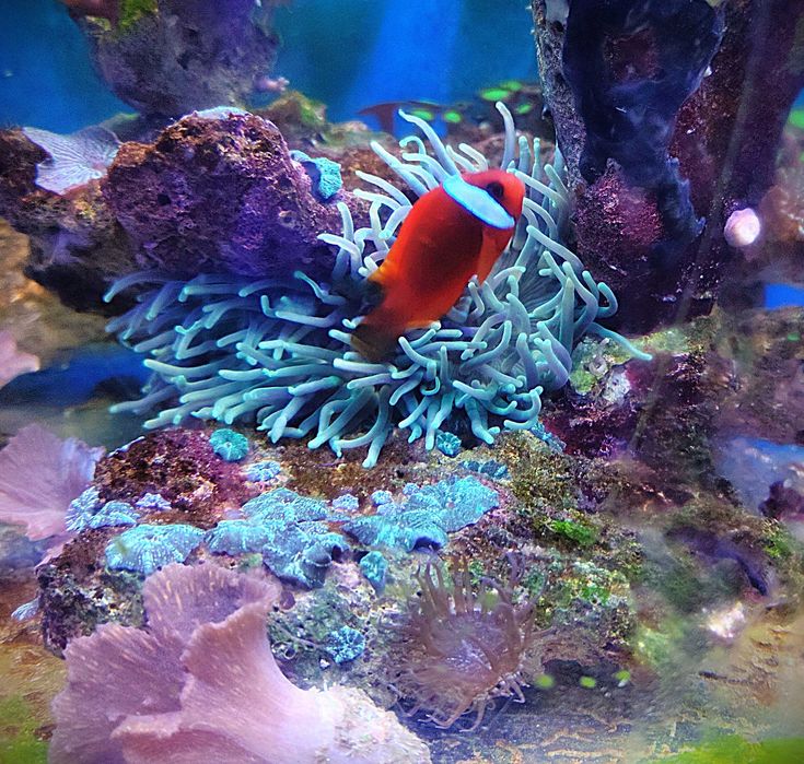 Amphiprion frenatus. Morskie