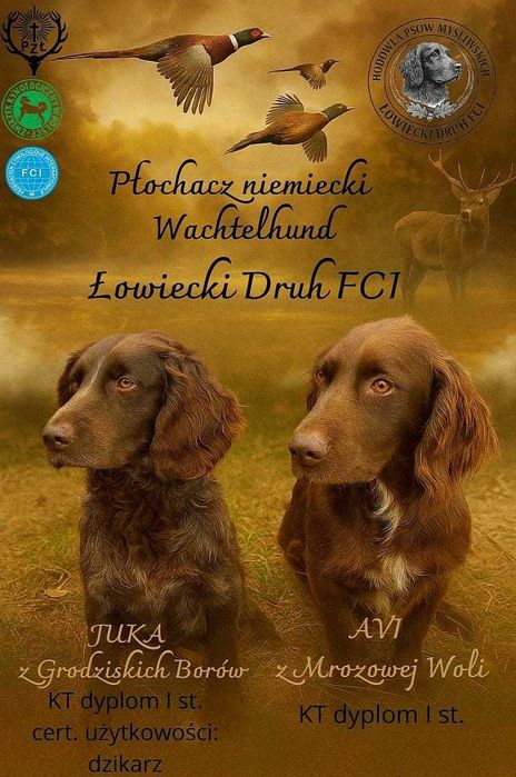 Płochacz niemiecki Wachtelhund