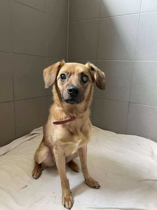 Jack-Piesek szuka domu