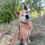 Baxter- prawie Akita w Potrzebie