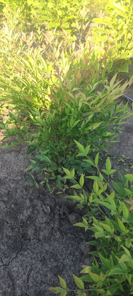Nandina domestika