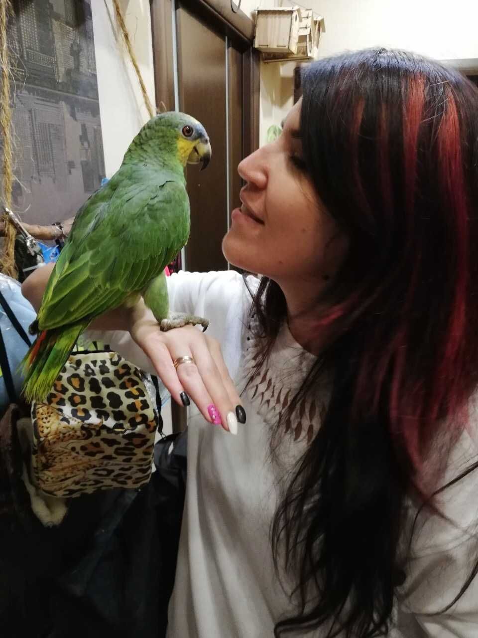 амазон венесуельський,  папуга аамазон, великий зелений папуга