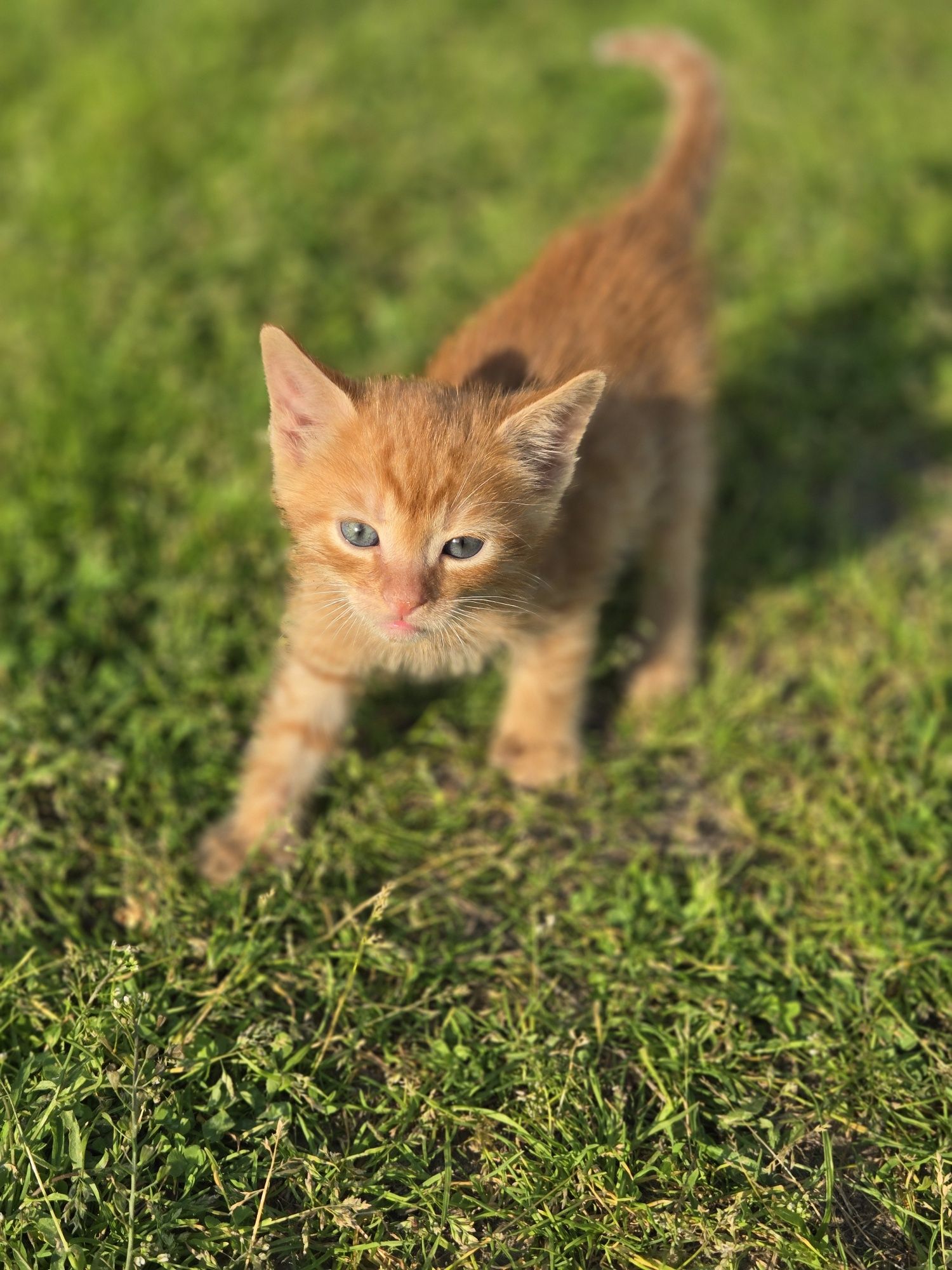 Котик в добрі руки