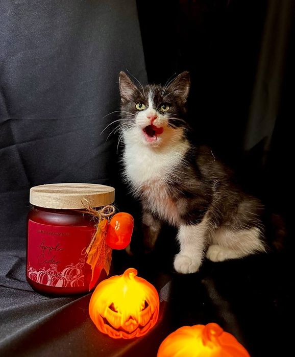 Котенок ласковый 4 месяца