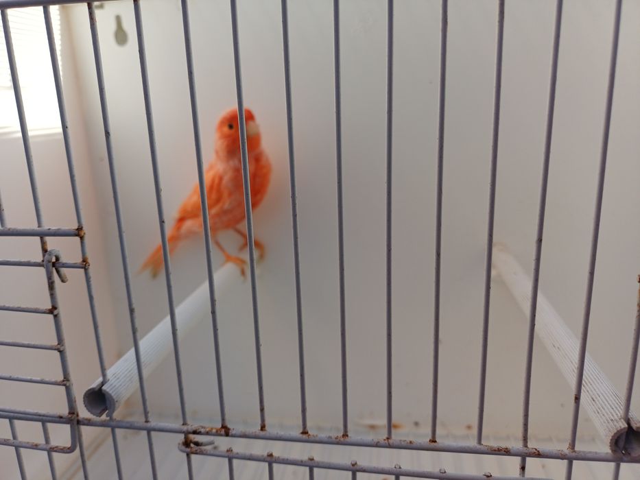 Canário macho vermelho