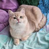 Золотая британская шиншилла кот котята котик хлопчик шоколадного