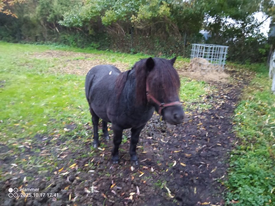 Koń kuc szetlandzki -Kary