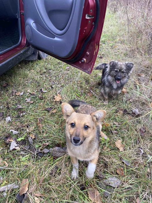 Собачки в добрі руки