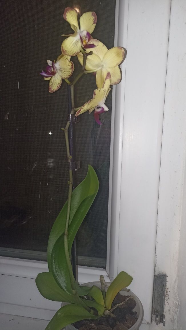 Ніжна орхідея  гарного жовто-рожевого кольору
