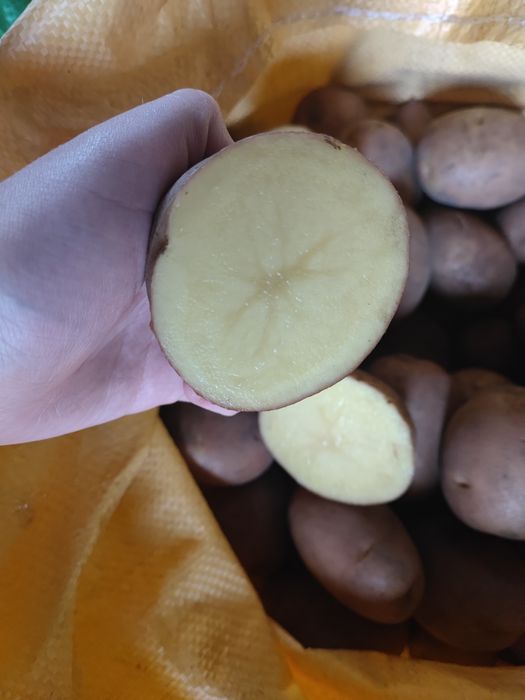 Ziemniaki Bellarosa