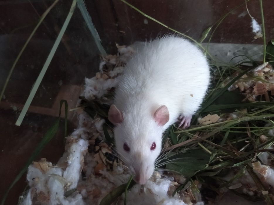 Терміново продам