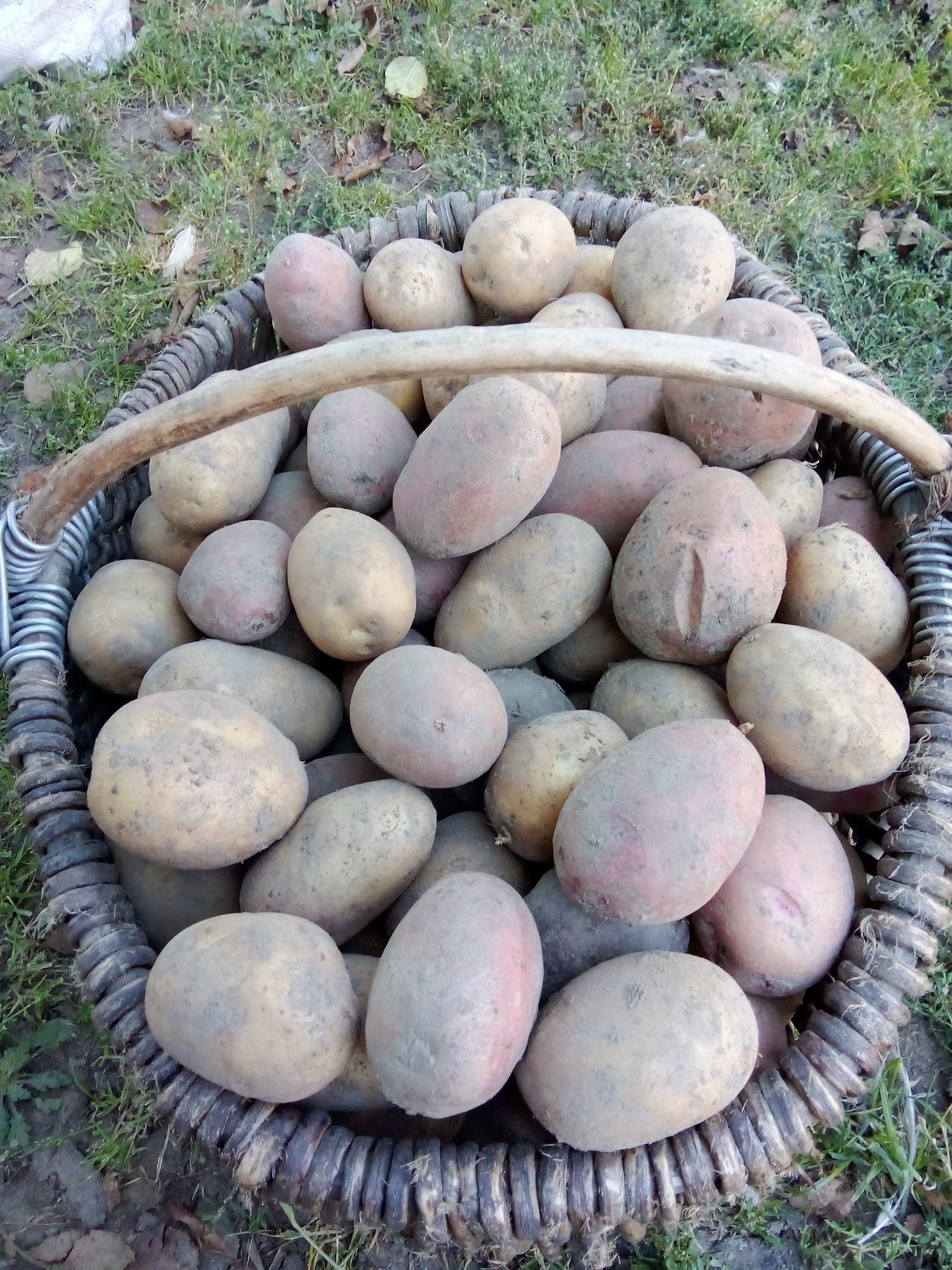Картопля для посадки