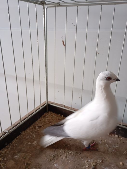 Bocian budapesztański