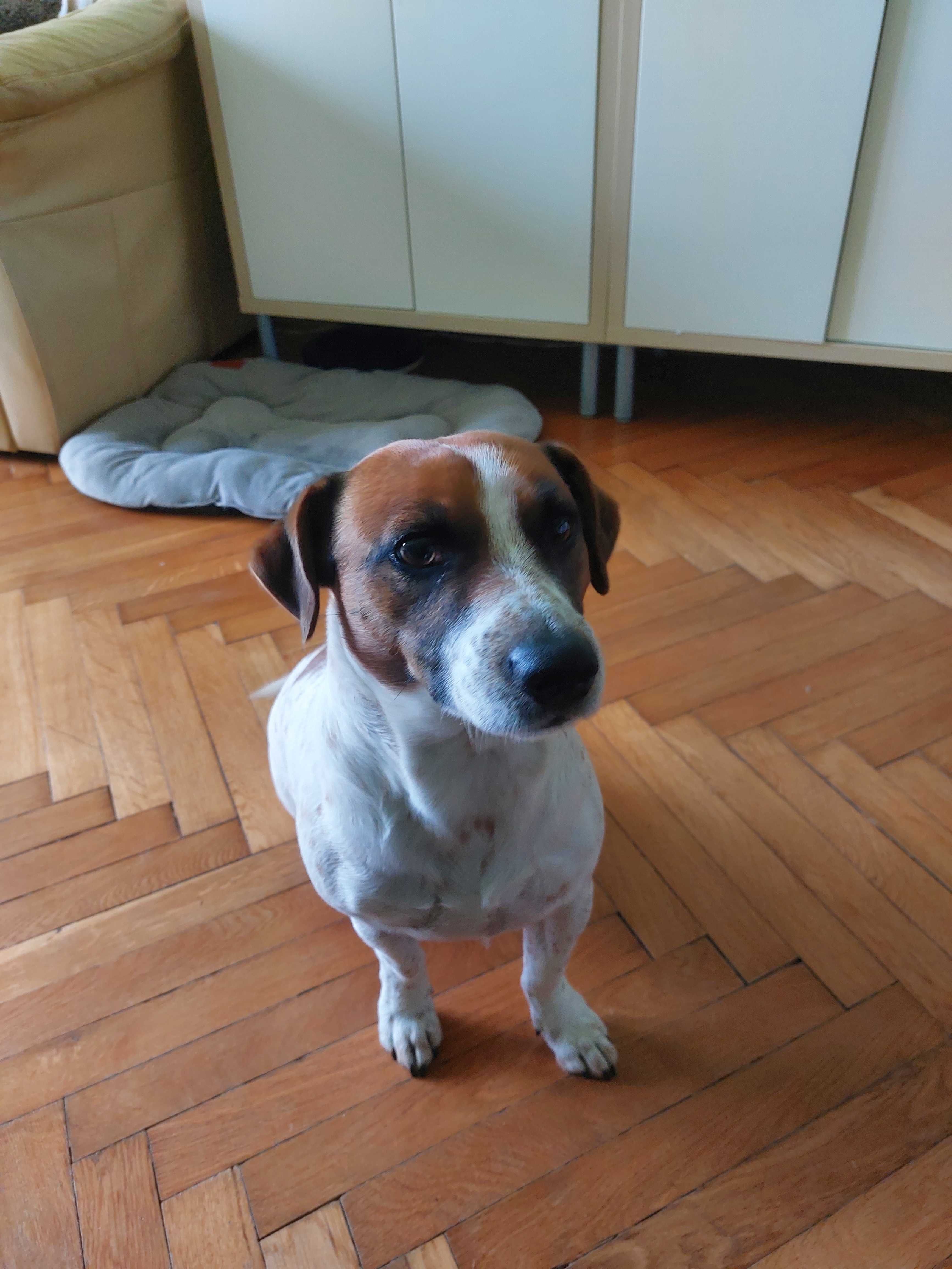 Oddam psa w dobre ręce za darmo.